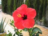 Hibiscus Picture 4